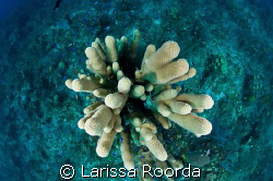 Pillar Coral (view looking down with my fish-eye lense).   by Larissa Roorda 